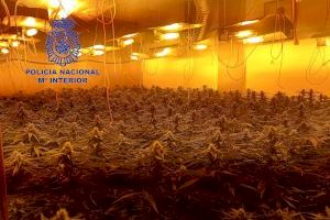 Detenido en Gandia por una plantación de marihuana indoor con 143 plantas