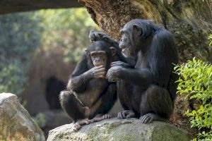 Adiós a Coco, un chimpancé que nació hace cuatro años en Bioparc Valencia