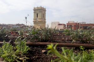 Alaquàs instala una cubierta vegetal en el edificio del Ayuntamiento para aumentar la biodiversidad y mejorar la eficiencia energética