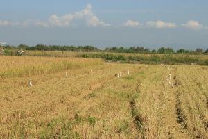Aguas negras en la Albufera: Alertan del peligro de retrasar la quema la paja del arroz