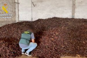 Tres detenidos por vender de forma fraudulenta 25 toneladas de algarrobas en Villamarxant