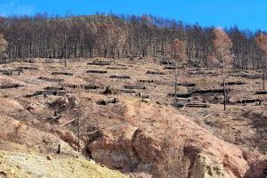 ¿Qué se hace para recuperar las zonas quemadas en los incendios de Bejís y Vall d’Ebo?