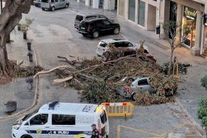 El intenso temporal provoca la caída de dos ramas del ficus de la plaza del Pla de Burriana