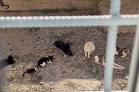 Denuncian exceso de atropellos de gatos en Alcalà de Xivert-Alcossebre