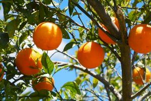 Retiran el anuncio de Don Simón que aseguraba que las naranjas perdían propiedades tras cogerse del árbol