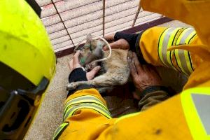 Los bomberos rescatan dos gatos en el incendio de un rascacielos de Benidorm