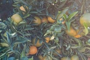 Compromís defensa en el ple de Moncofa la campanya de la taronja