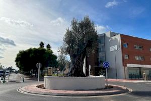 Alaquàs planta un olivo calabresa centenaria en la nueva rotonda de la avenida Pablo Iglesias