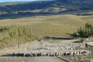 El aumento del pastoreo amenaza a los pastizales más áridos del planeta