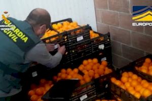 Cae en Alicante una red internacional de tráfico de naranjas contaminadas procedentes de Egipto