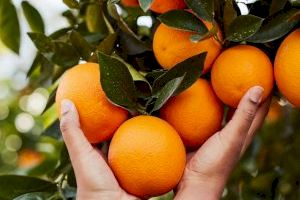 La Unió asesora a los afiliados perjudicados por una empresa de Piles en la compraventa de naranjas