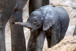 Makena, Meru o Mandisa ¿Qué nombre le pondrías a la cría de elefante que ha nacido en Bioparc?