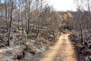 La Comunitat Valenciana se adelanta a la temporada de incendios con el mantenimiento de los cortafuegos