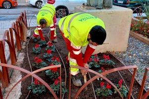 L'Ajuntament d'Alzira planta més de 4.000 flors de temporada per a embellir jardins i zones verdes
