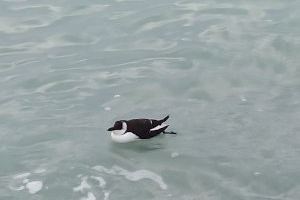 ¿A qué se debe la llegada de ‘pájaros pingüino’ al Mediterráneo?