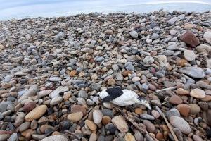 Apareixen cinc ‘ocells pingüí’ morts a la platja d'Almassora