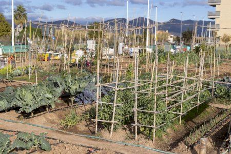 Castelló impulsa una campanya de dinamització en els horts urbans per a fomentar pràctiques agroecològiques i una alimentació saludable