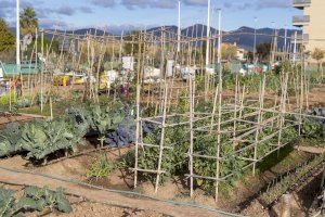 Castelló impulsa una campaña de dinamización en los huertos urbanos para fomentar prácticas agroecológicas y una alimentación saludable