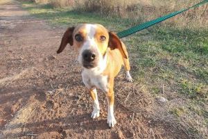 Moncofa organitza un mercat solidari amb desfilada de gossos en adopció