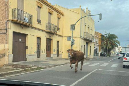 S'escapa una vaca en Poble Nou (València) i provoca retencions de trànsit