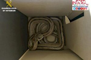 Abre una caja tirada en una calle de Alicante y se encuentra con una serpiente de grandes dimensiones