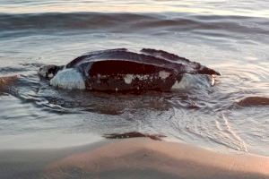 Aparece muerta en una playa de Castellón la tortuga más grande del mundo