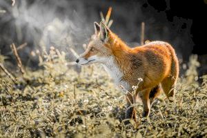 Un fotògraf de Borriana capta espectaculars imatges d'animals en el riu Millars