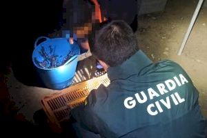 La Guardia Civil salva la vida a 45 zorzales y tres perros desnutridos en Cheste