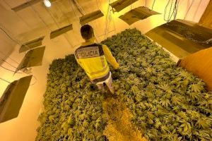 Descubren dos plantaciones de marihuana en un chalé de Riba-roja