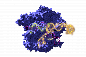 Resucitan ancestros de la herramienta de edición genética CRISPR de hace 2600 millones de años