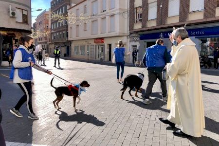 Los animales, protagonistas en la celebración de San Antonio Abad en la ciudad de Castalla