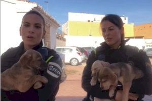 Abandonan tres cachorros en un contenedor de la Vall d’Uixó