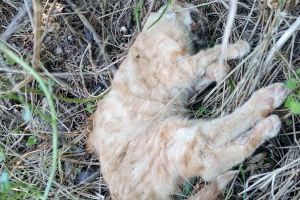 La policía investiga un “brutal envenenamiento masivo" de gatos en Burriana