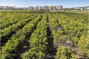 Castelló bonifica en un año el IBI rústico a 448 parcelas en producción con 493 hectáreas para ayudar a reactivar el sector primario