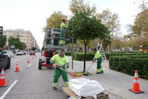 València intensifica los trabajos de retirada de naranjas de las calles y plazas de la ciudad