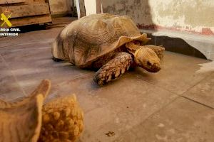 Un vecino de Valencia convivía con una treintena de tortugas en peligro de extinción