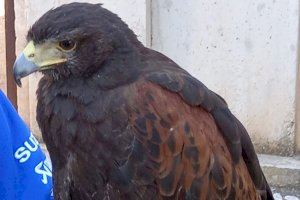 El Ajuntament de Dénia suma el uso de águilas para el control de la población de gaviotas en el castillo de Dénia