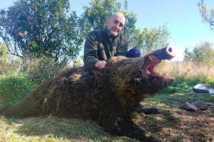 Un cazador valenciano captura un jabalí de 120 kg que tenía atemorizados a vecinos y agricultores