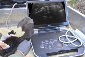Terra Natura Benidorm confirma el embarazo de tres hembras de zorro volador mediante ecografía
