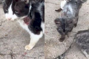 Felinos quemados, envenenados o desnutridos: El calvario de los gatos callejeros de Burriana