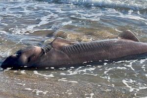 VIDEO | Un gran tiburón aparece muerto en una playa de Torrevieja