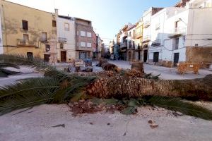 Las obras de reforma de la plaza Nueva de Canet Lo Roig obliga a sustituir las viejas palmeras por olivos autóctonos