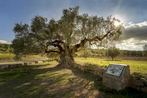 Segorbe pide salvar la olivera milenaria 'La Morruda' de la planta de energías renovables