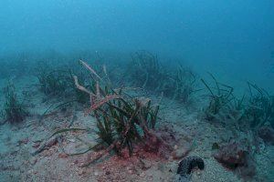 Investigadores de la UA y del Instituto Español de Oceanografía alertan de la desprotección de las praderas de posidonia ante los vertidos