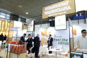 La naranja valenciana quiere “hacerse fuerte” en los supermercados europeos