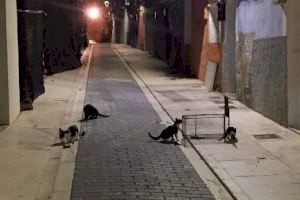 El Ayuntamiento de la Vila Joiosa inicia la señalización de las colonias felinas