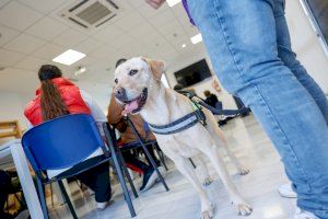 L’Alfàs inicia una nueva edición del programa de terapia con perros para jóvenes ‘Eduka-dogs’