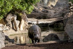 Con motivo del Día del Hipopótamo, BIOPARC Valencia destaca la existencia de dos especies