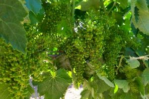 LA UNIÓ informa que las personas productoras de la C. Valenciana tendrán ayudas este año para la cosecha en verde de la uva de vinificación