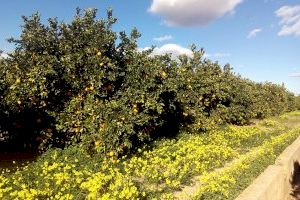 Els agricultors valencians demanen a comerços i consumidors que compren taronja valenciana